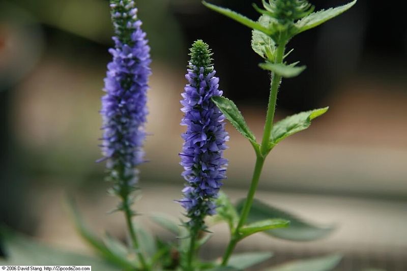 Veronica 'Royal Candles'