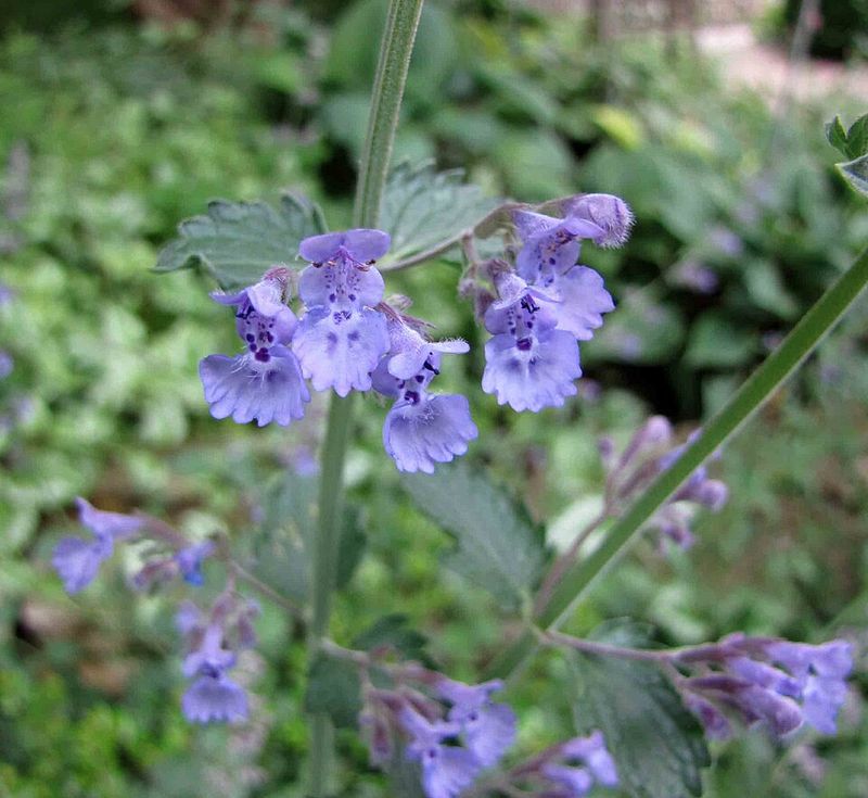 Nepeta 'Walker's Low'