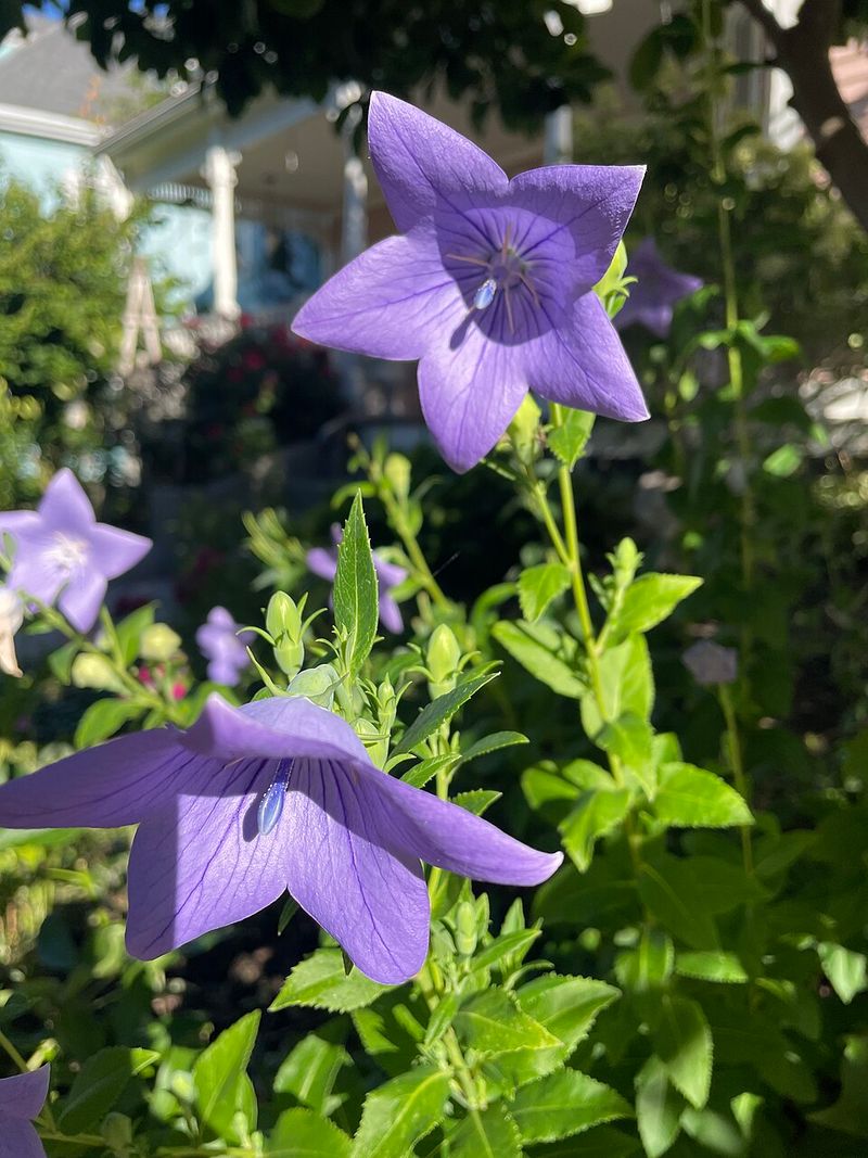 Balloon Flower