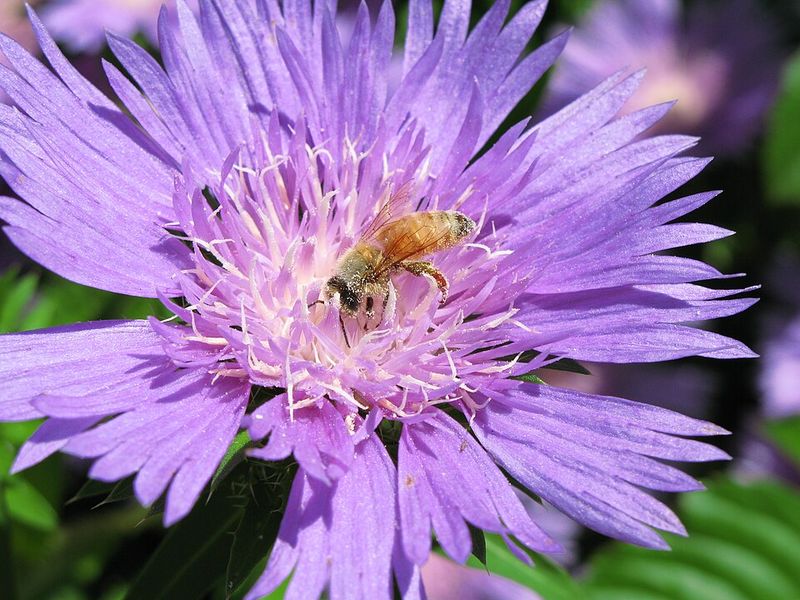 Stokes' Aster