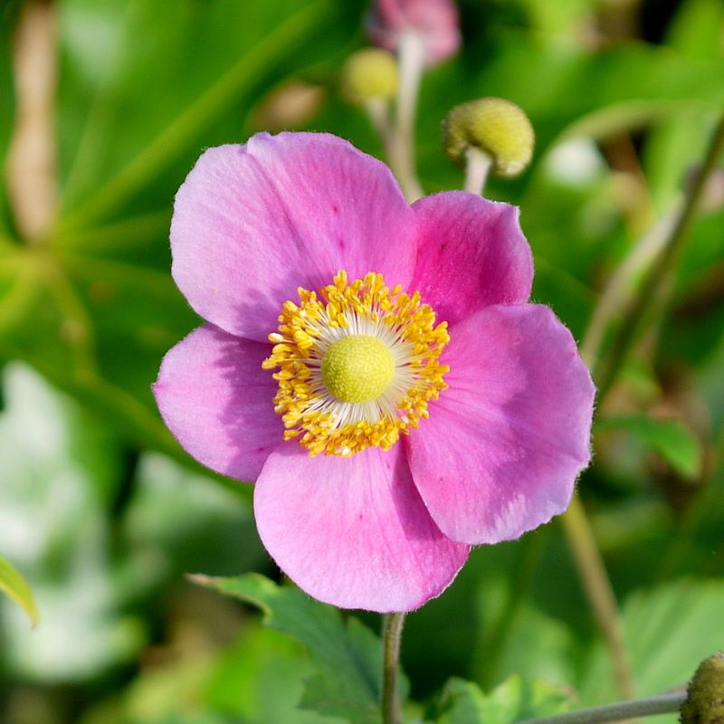 Japanese Anemone