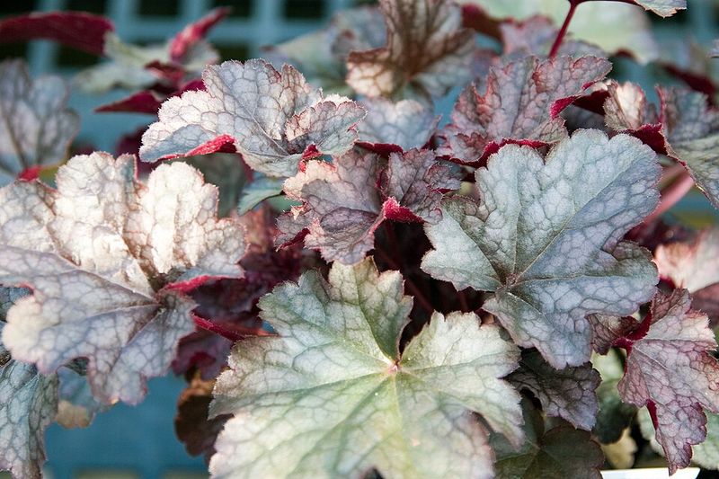 Coral Bells