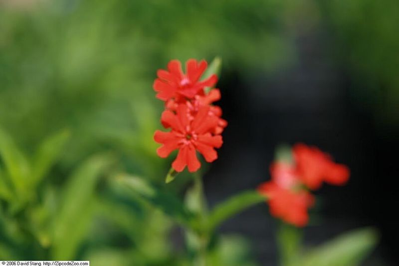 Maltese Cross