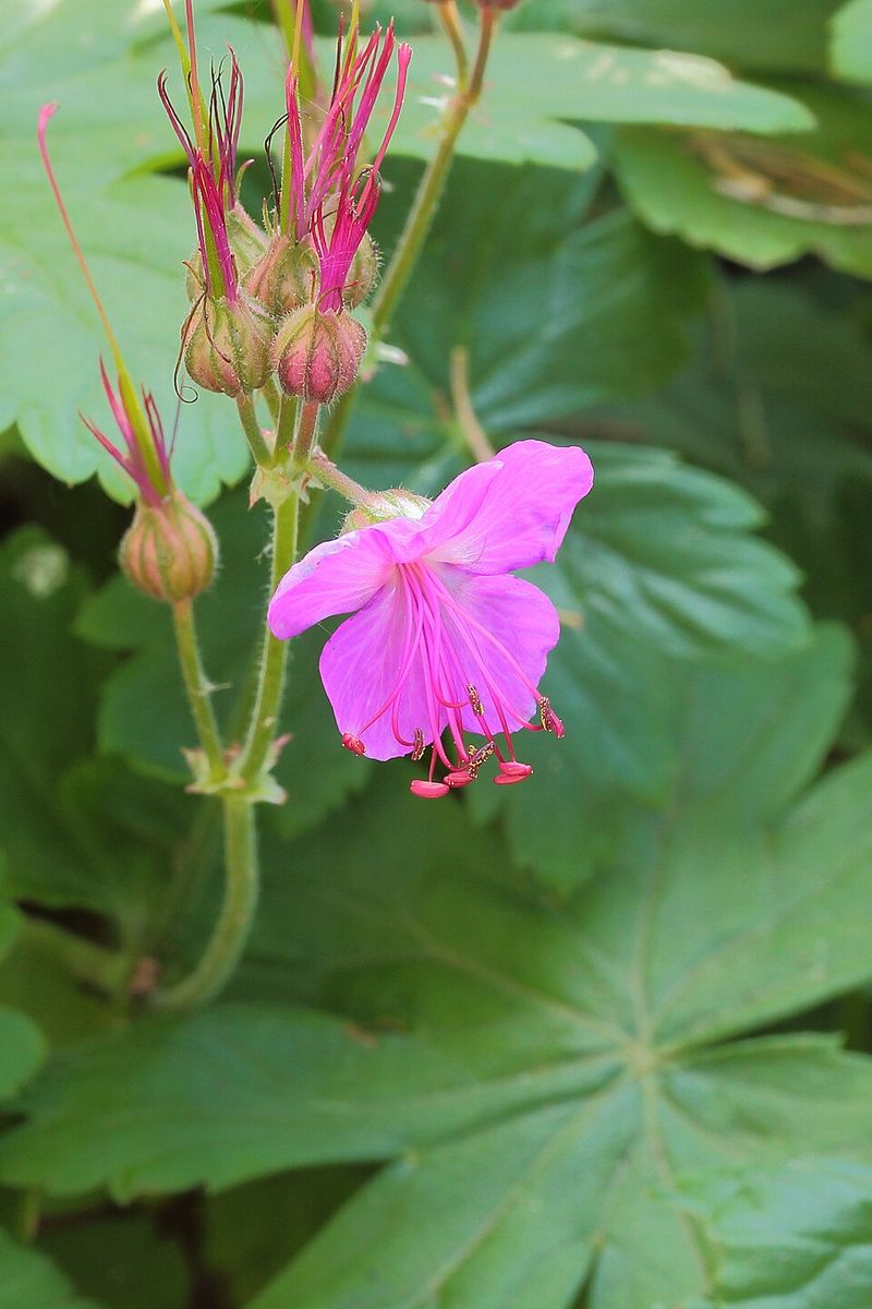 Hardy Geranium