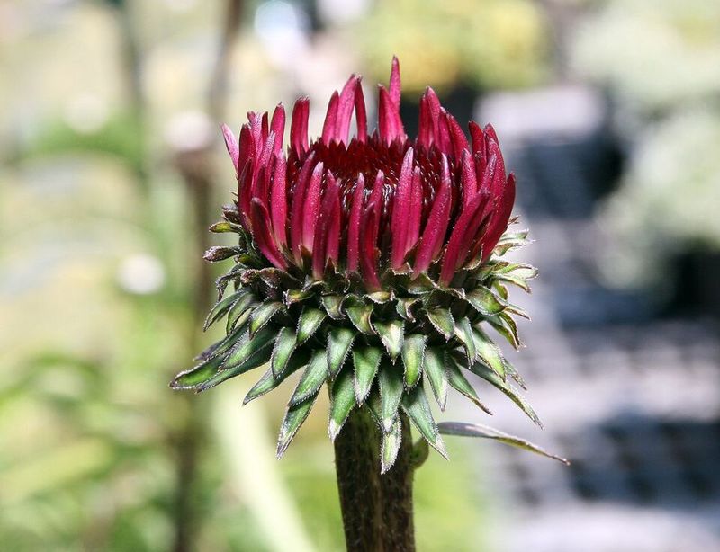 Echinacea 'Fatal Attraction'