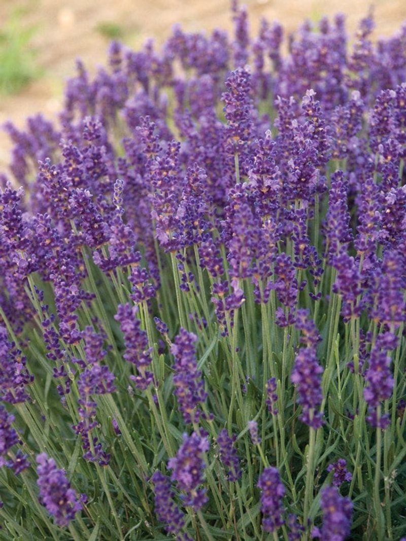 Buena Vista Lavender