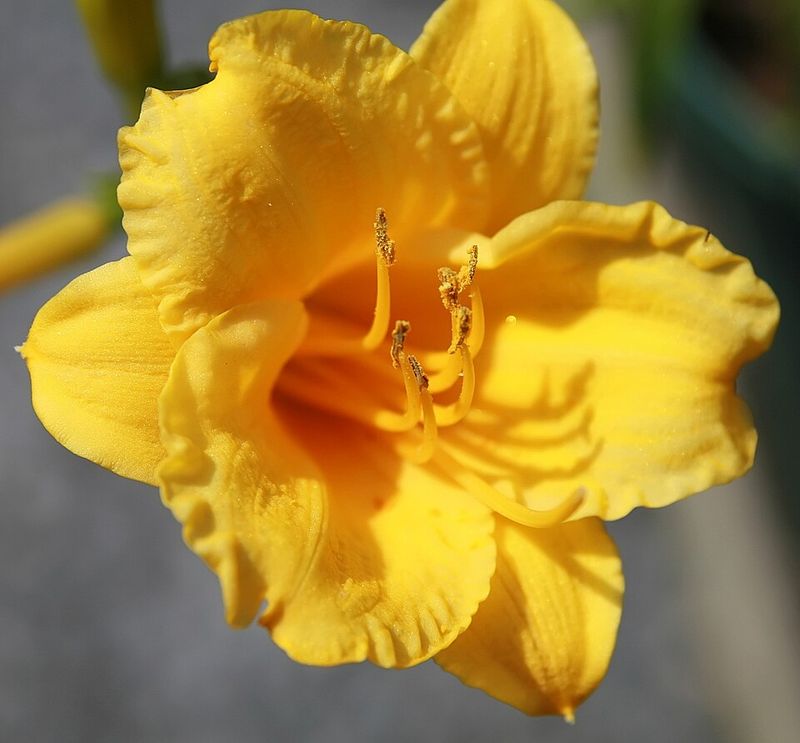 Stella de Oro Daylily