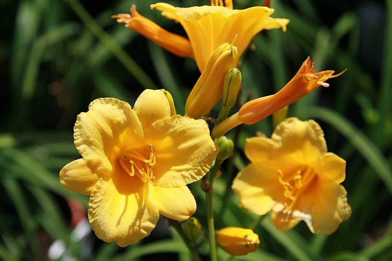 Stella de Oro Daylily