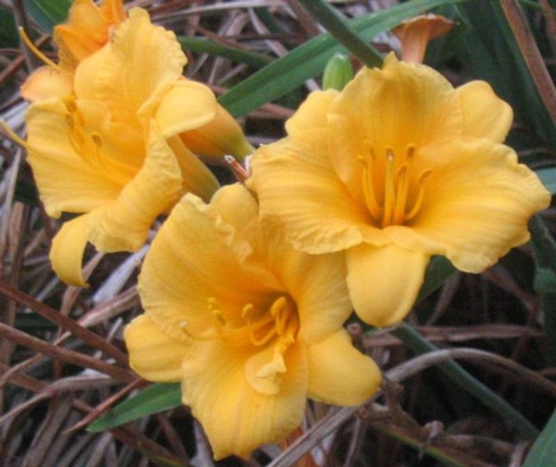 Stella de Oro Daylily