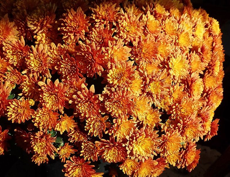Hardy Garden Mum