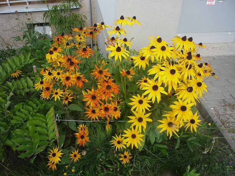 Orange Coneflower