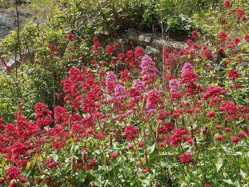 Red Valerian