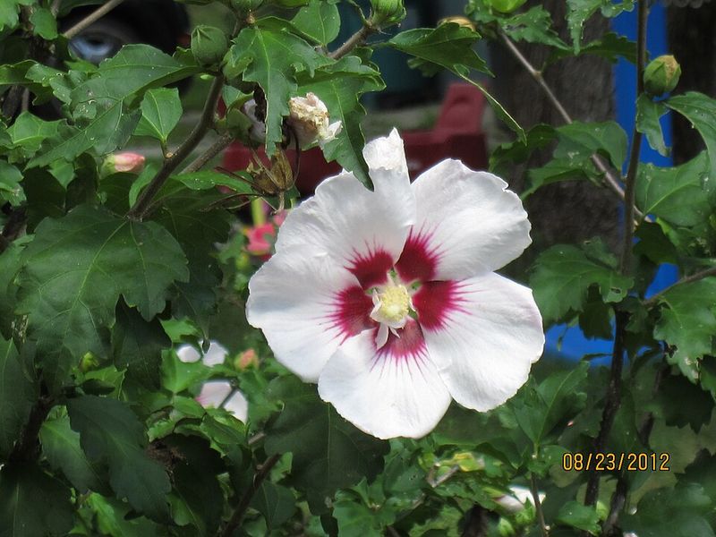 Hardy Hibiscus