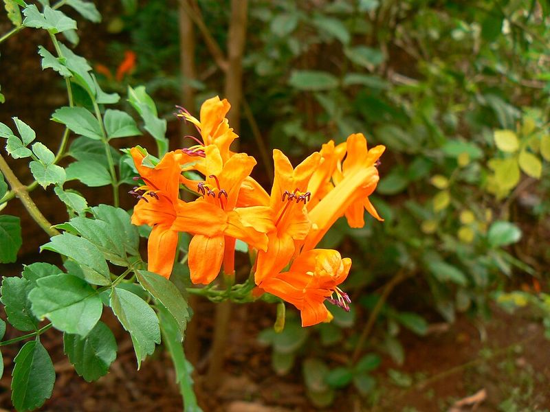 Cape Honeysuckle
