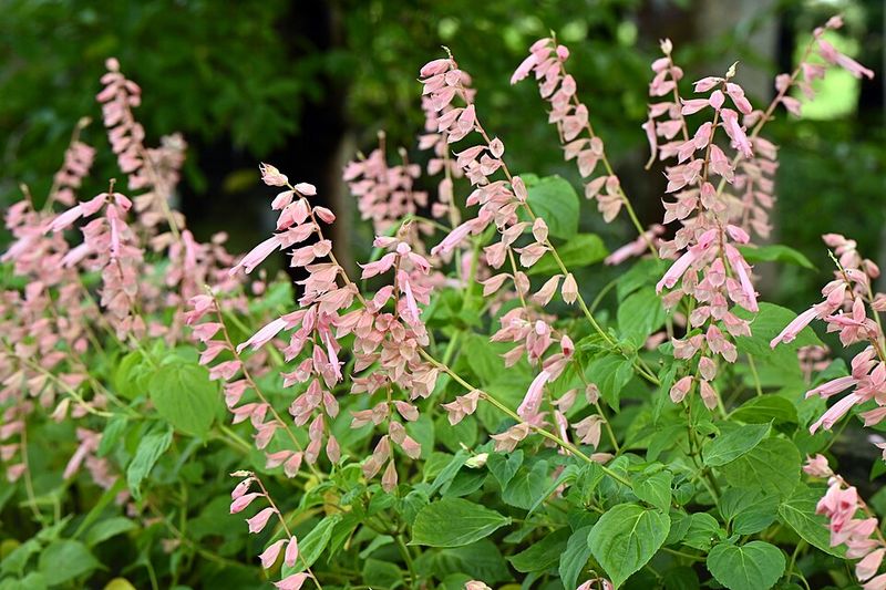 Tropical Sage 'Coral Nymph'
