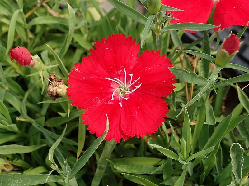 Dianthus