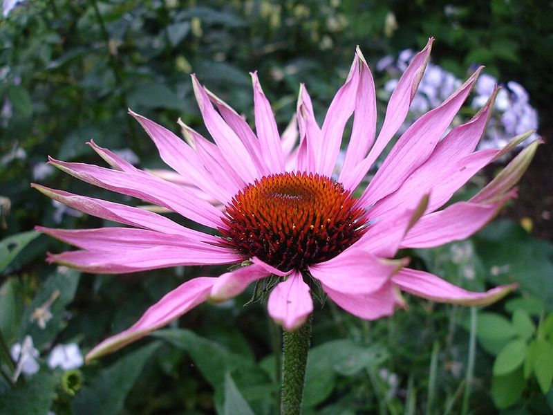 Echinacea 'Coral Craze'