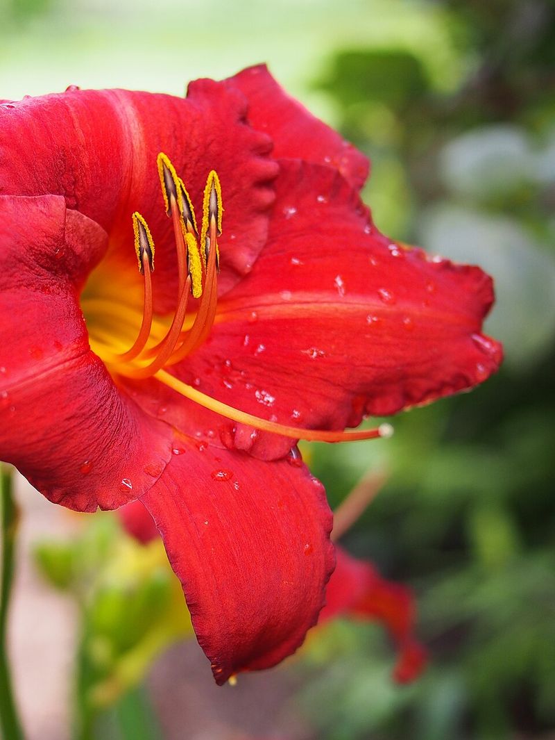 Red Daylily