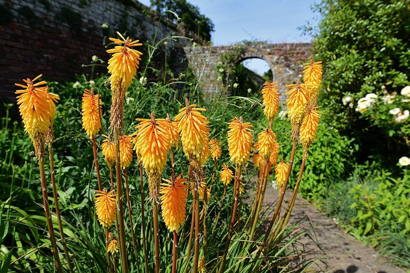 Red Hot Poker