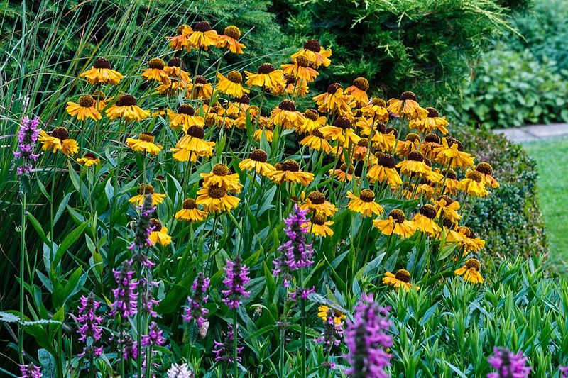 Helenium