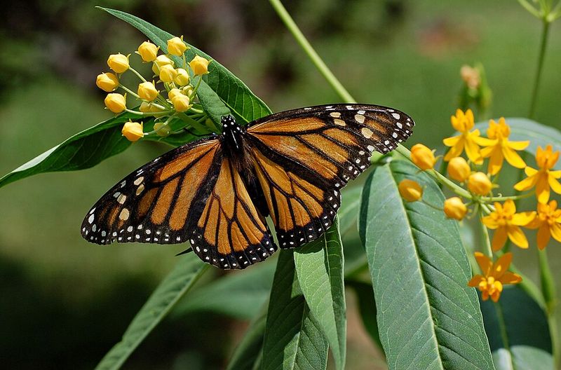 Orange Milkweed Hybrid
