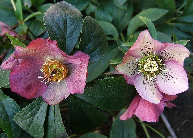 Pink Hellebore
