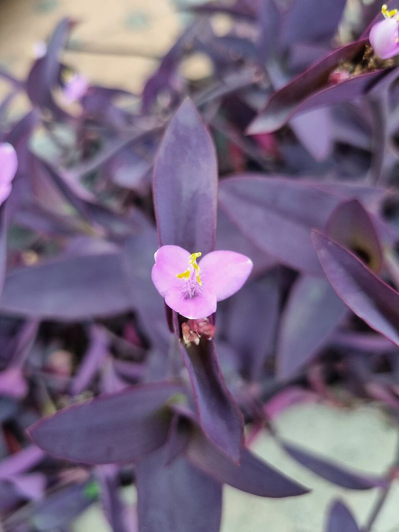 Purple Heart