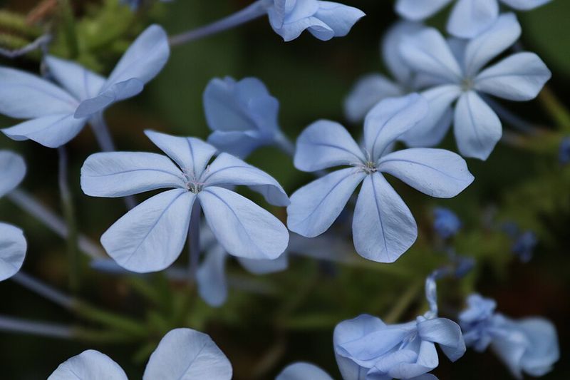 Cape Plumbago