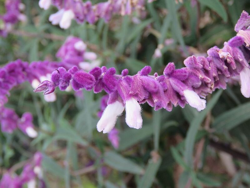 Mexican Bush Sage