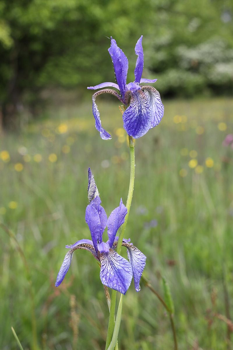 Siberian Iris