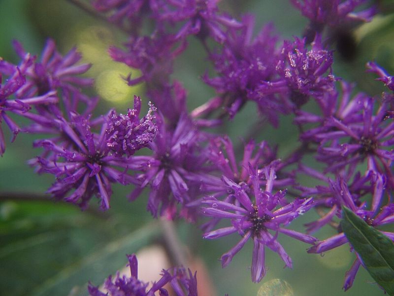 Ironweed
