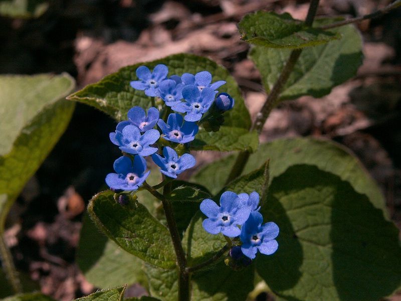 Brunnera macrophylla