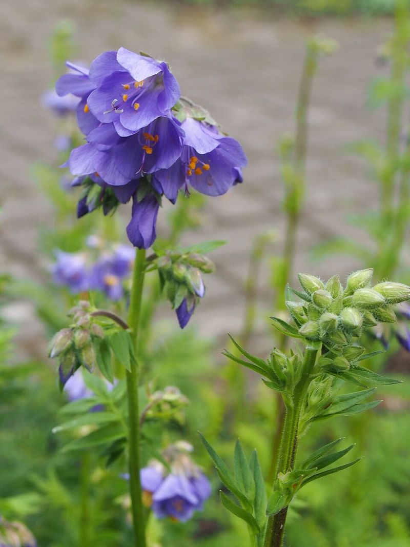 Jacob's Ladder