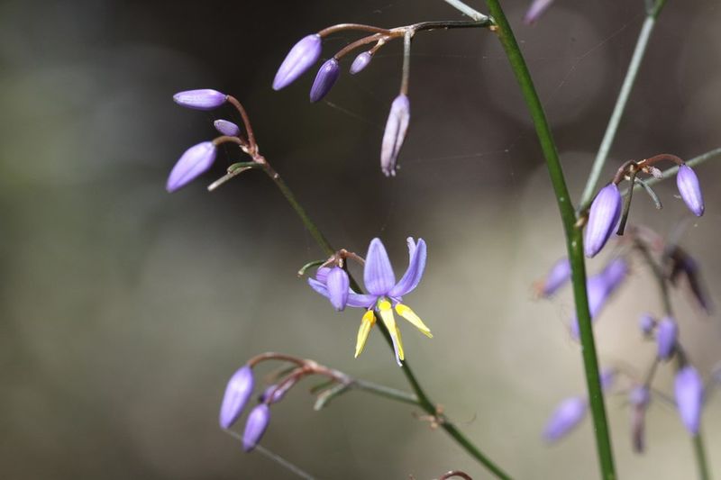 Flax Lily