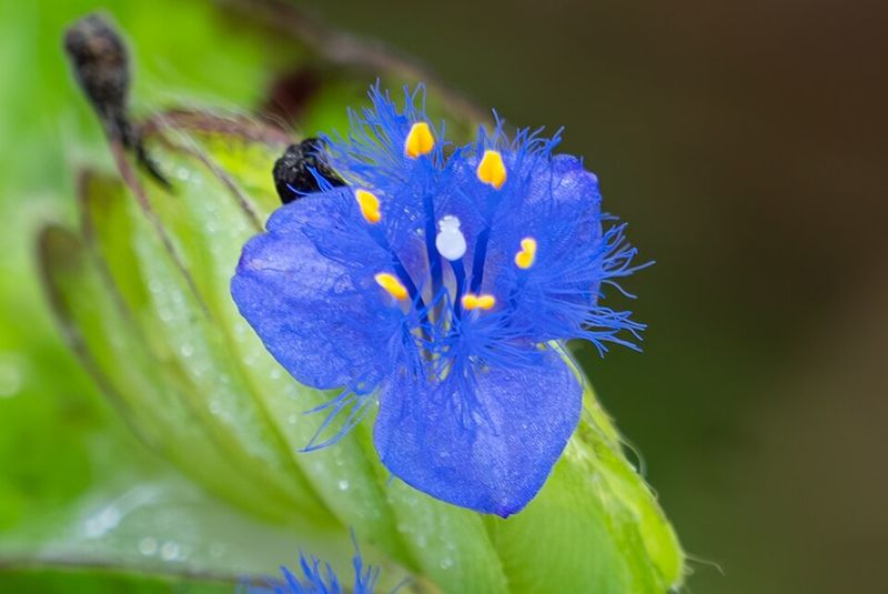 Spiderwort