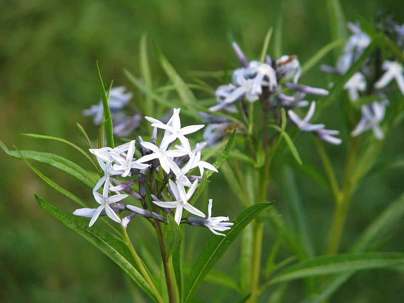 Amsonia hubrichtii