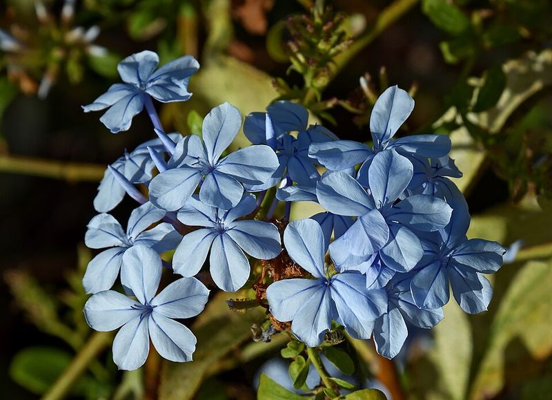 Plumbago