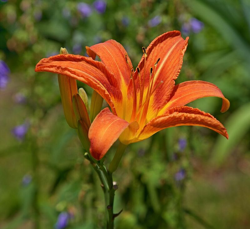 Daylily 'Orange Smoothie'