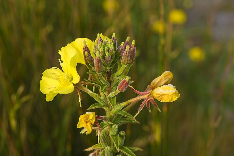 Sundrops