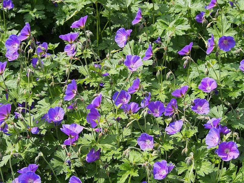 Geranium 'Johnson's Blue'