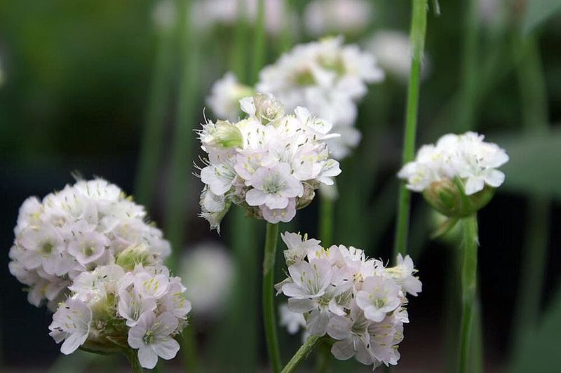 Sea Thrift 'Alba'
