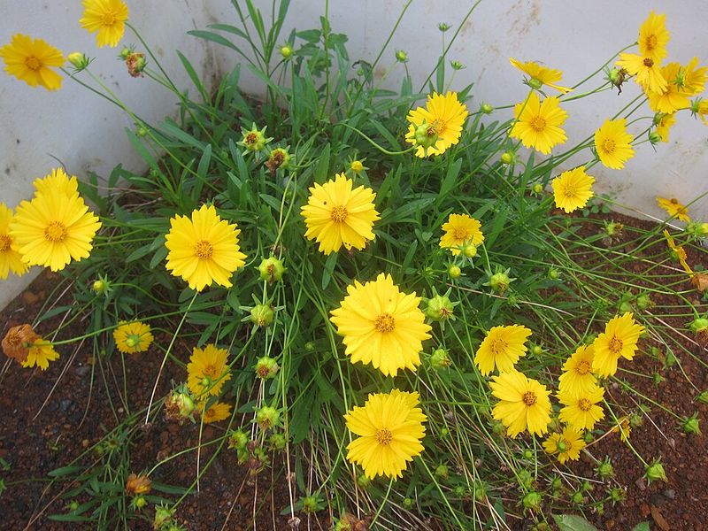 Lanceleaf Coreopsis