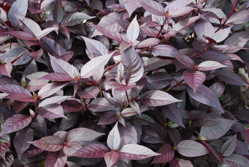 Alternanthera dentata 'Little Ruby'