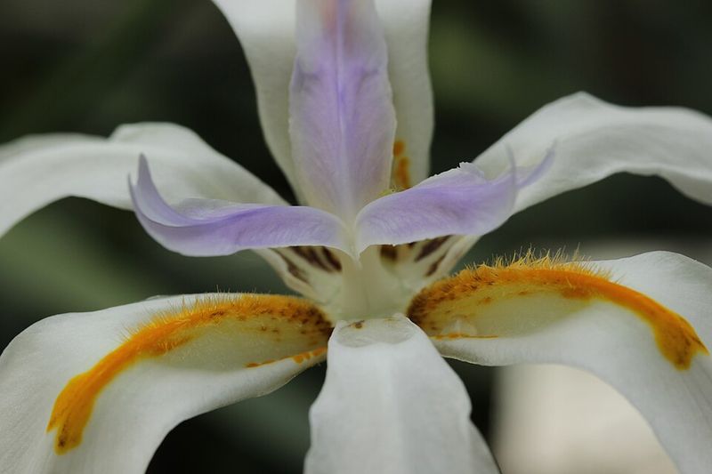 African Iris