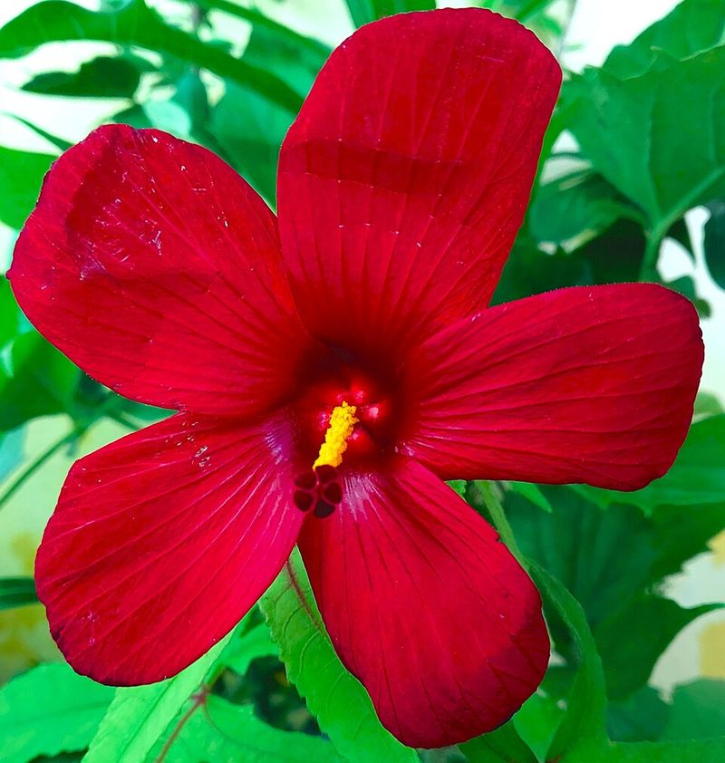 Red Hibiscus