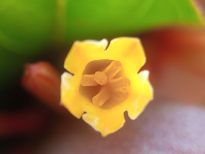 Firebush