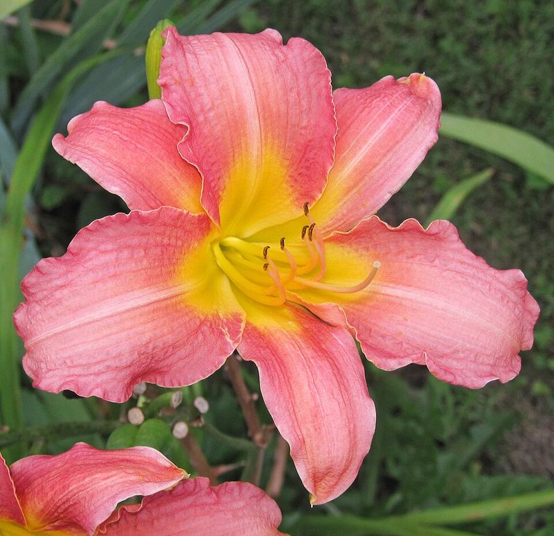 Coral Daylily