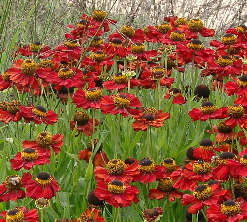 Helenium