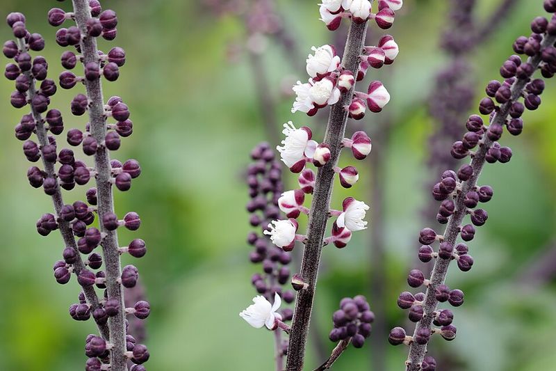 Actaea simplex