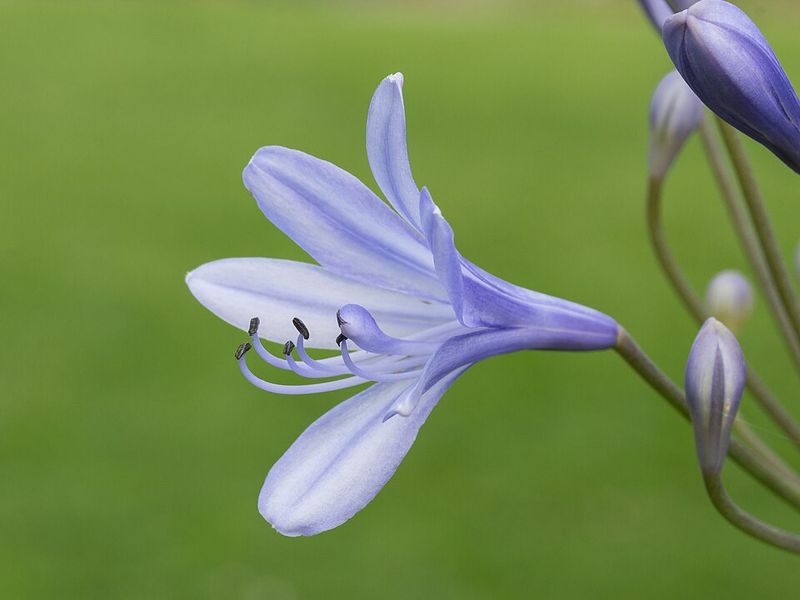 Agapanthus